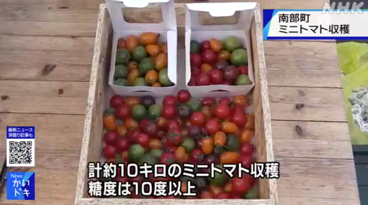 【TV取材】カピオトマトがNHKニュースで取り上げられました