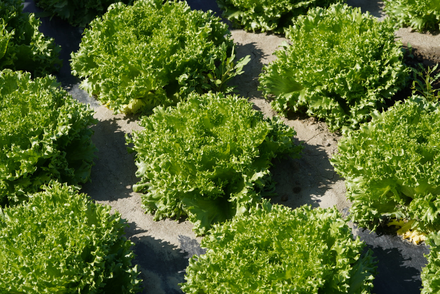 【季節限定】春の新鮮朝どれ野菜とカピオトマトのセット