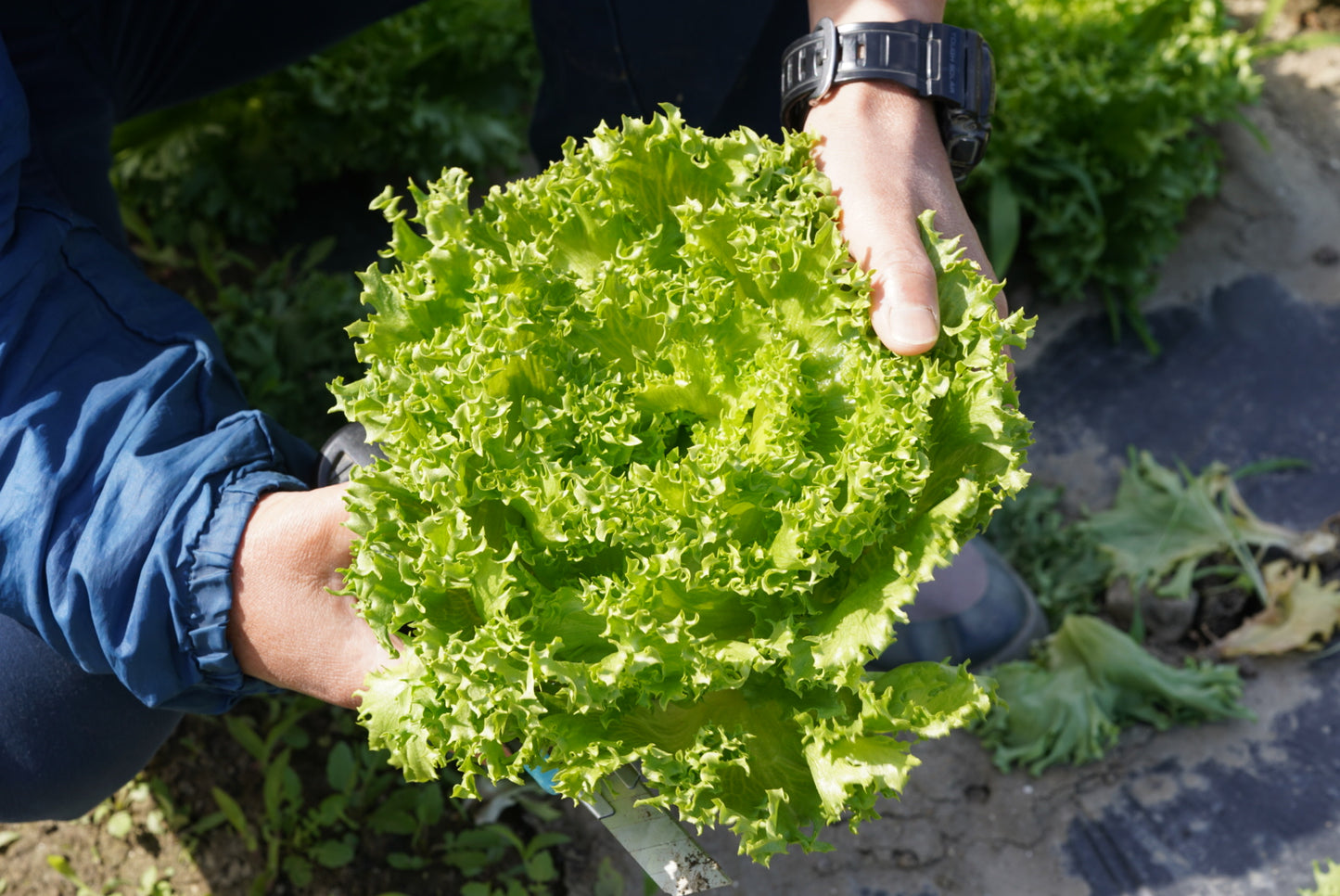 【季節限定】春の新鮮朝どれ野菜とカピオトマトのセット