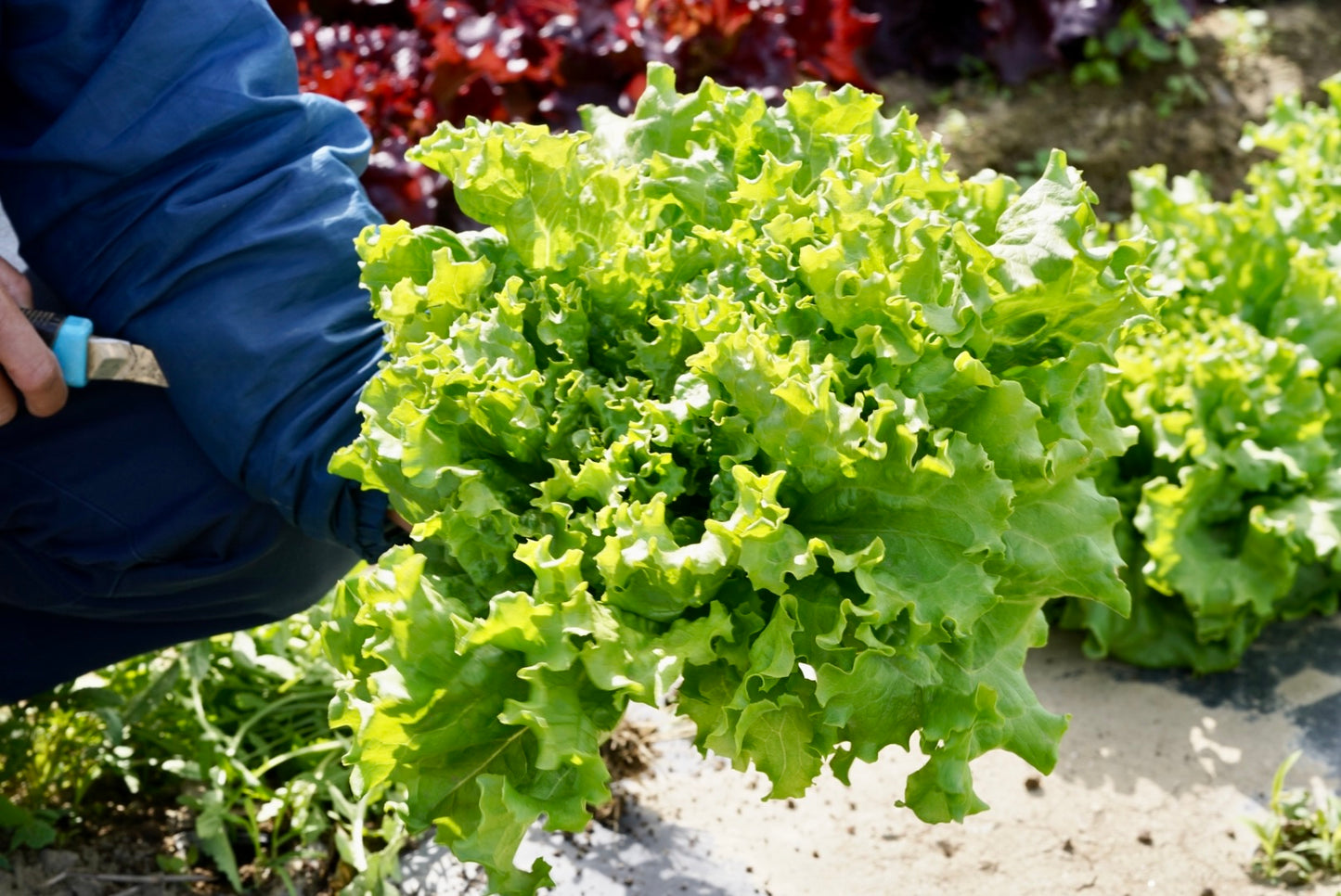 【季節限定】春の新鮮朝どれ野菜とカピオトマトのセット