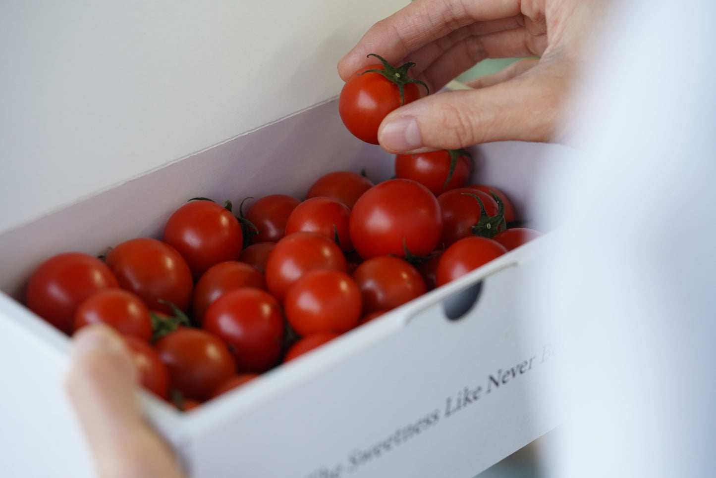 カピオプレミアムフルティカ Mサイズ 550g 予約受付中12月発送予定