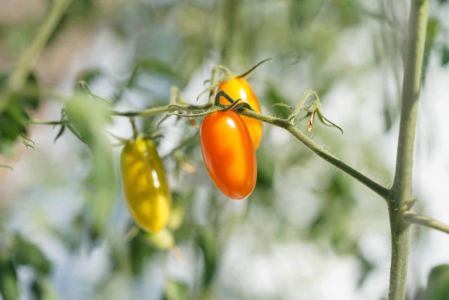 カピオトマトセレクト Sサイズ(おまかせ2〜3品種の詰め合わせ300g)12月発送予定