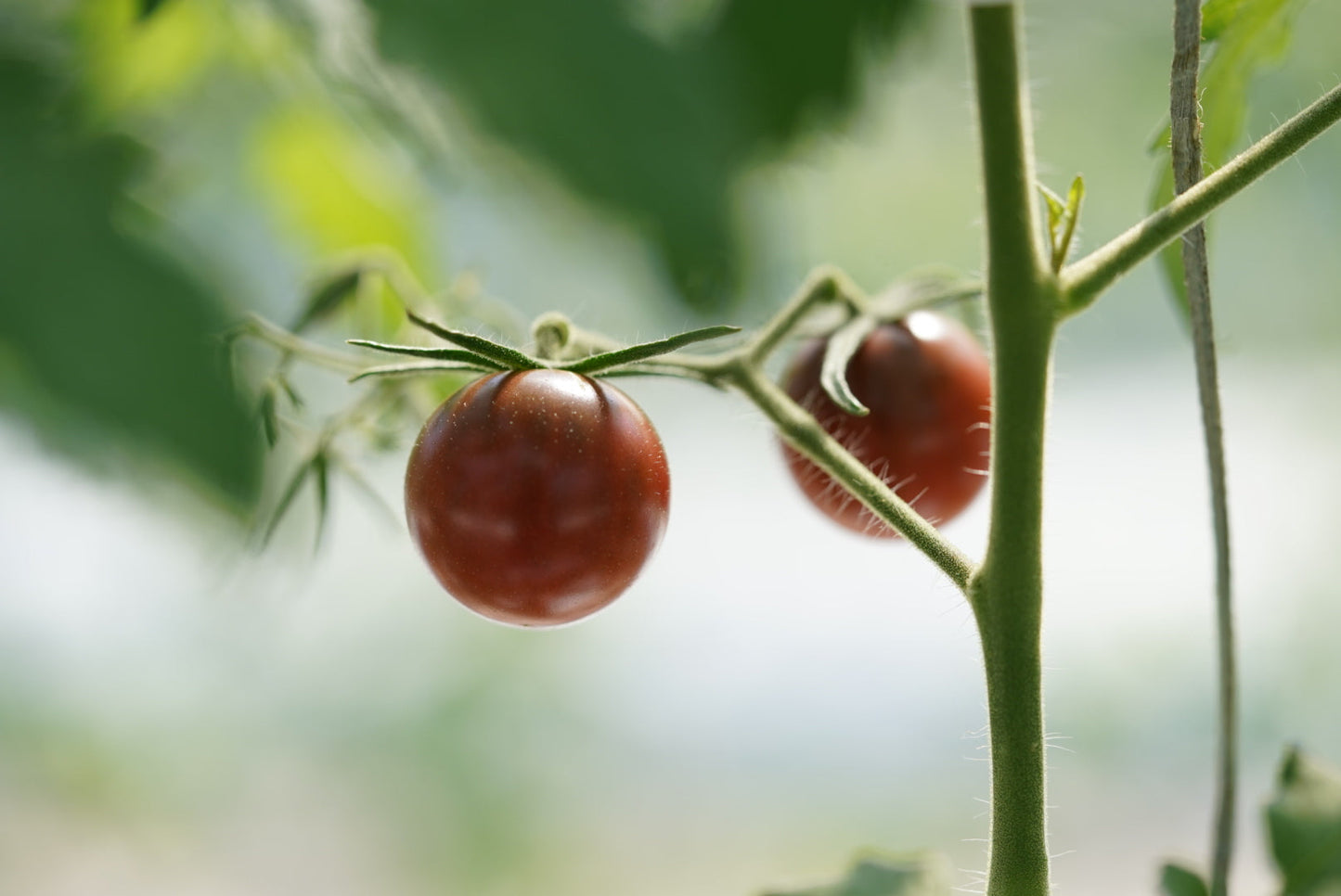 カピオトマトセレクト Sサイズ(おまかせ2〜3品種の詰め合わせ300g)12月発送予定