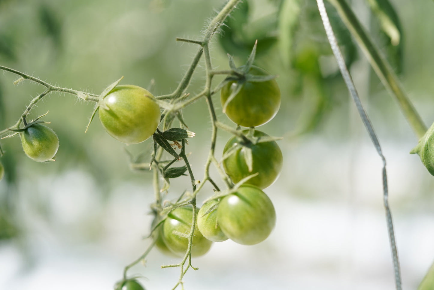 カピオトマトセレクト Mサイズ(おまかせ2〜3品種の詰め合わせ550g)