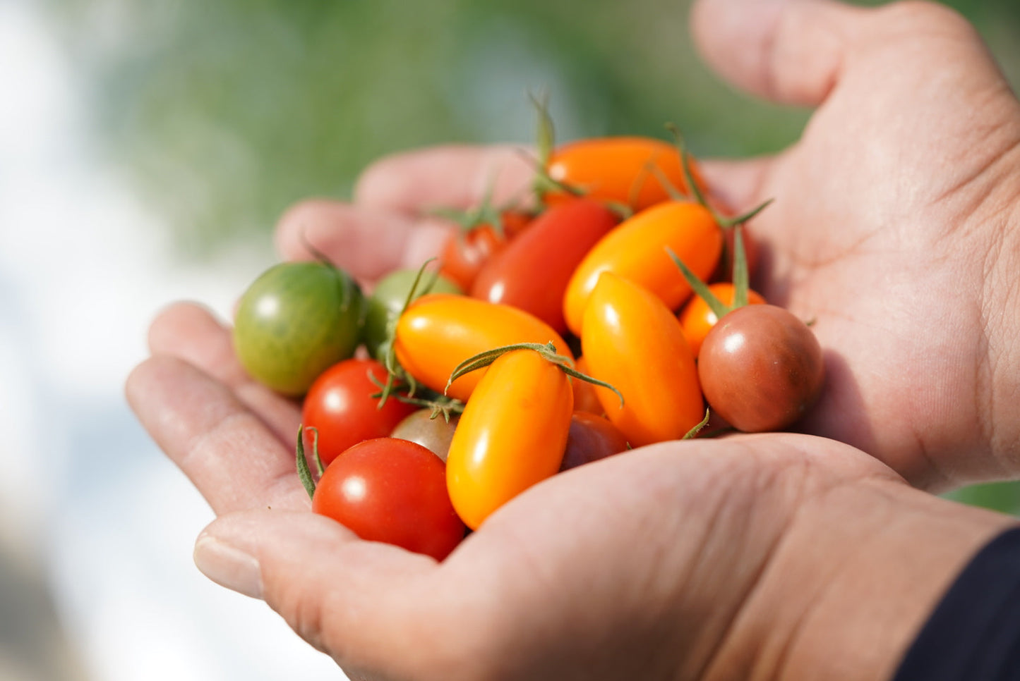 カピオトマトセレクト Sサイズ(おまかせ2〜3品種の詰め合わせ300g)12月発送予定