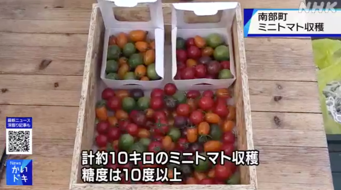 【TV取材】カピオトマトがNHKニュースで取り上げられました