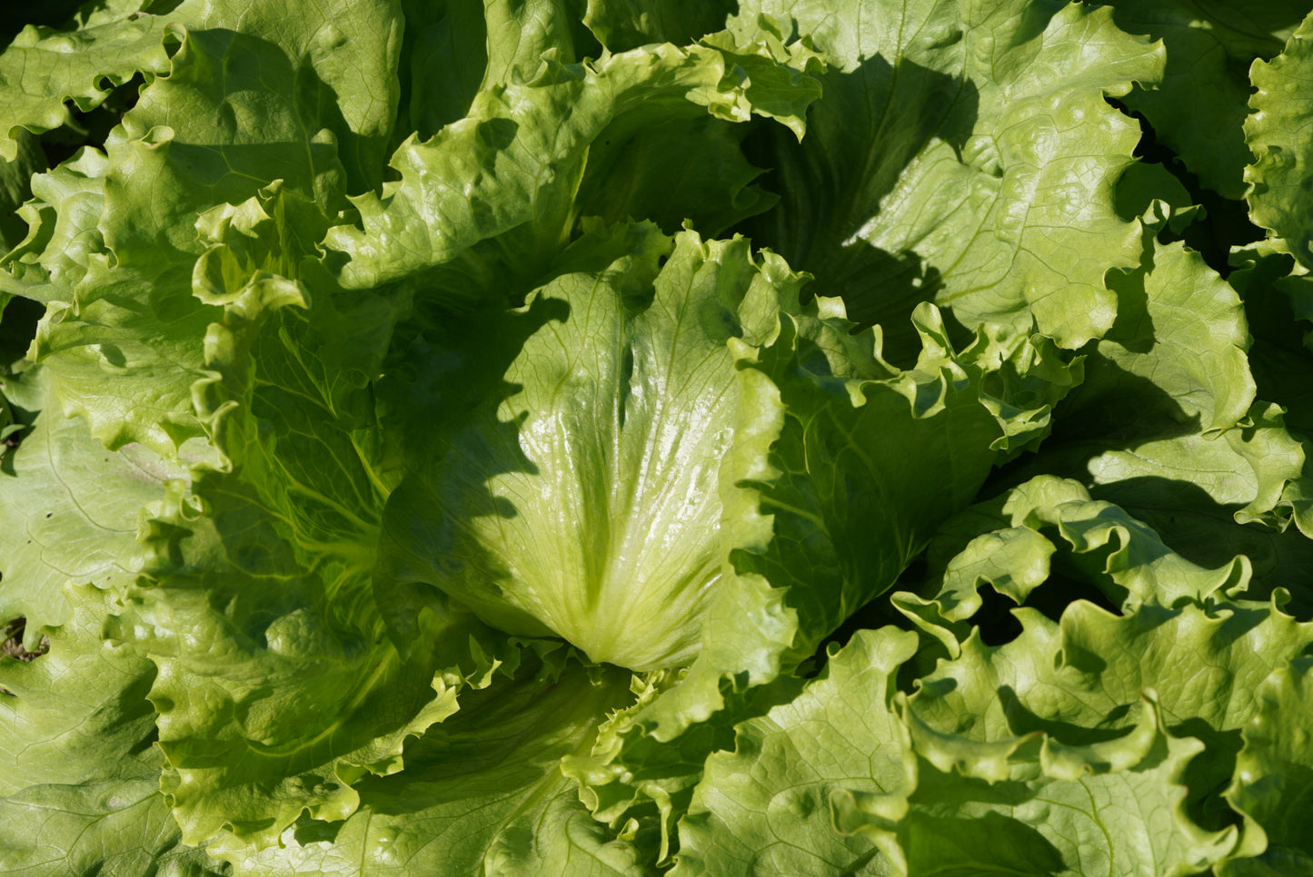 【季節限定】春の新鮮朝どれ野菜とカピオトマトのセット