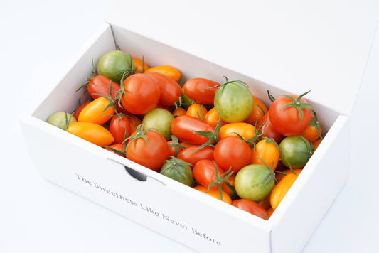 【予約受付中】カピオトマトセレクト Mサイズ（おまかせ2〜3品種の詰め合わせ600g）